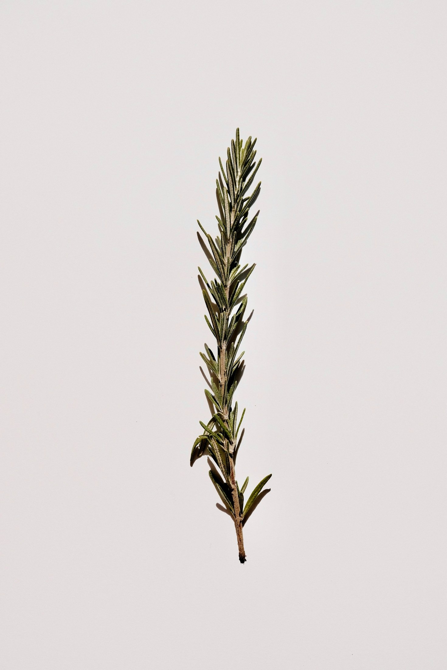 Jak si založit vlastní bylinkovou zahrádku