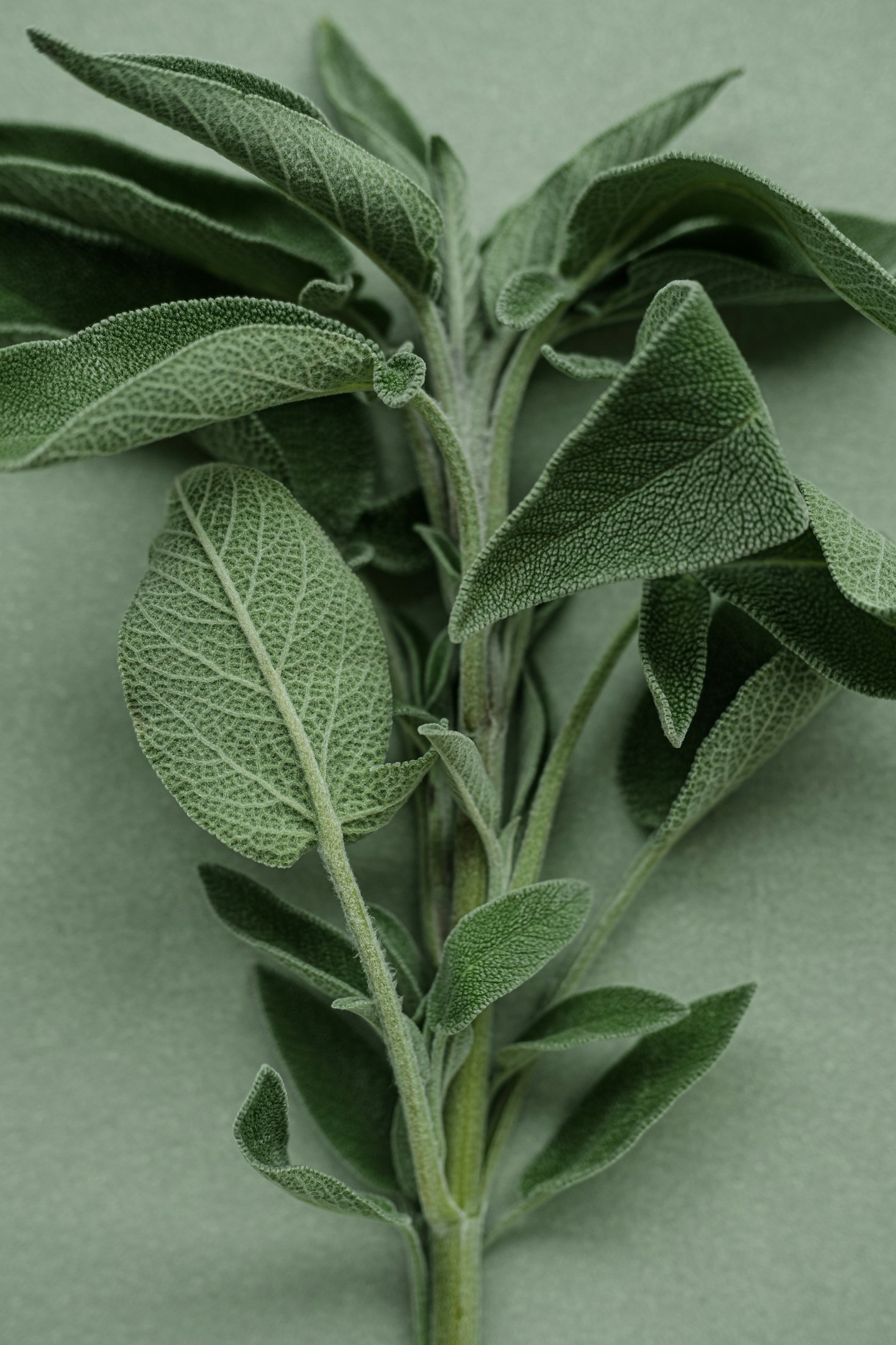 Byliny pro lepší spánek a relaxaci